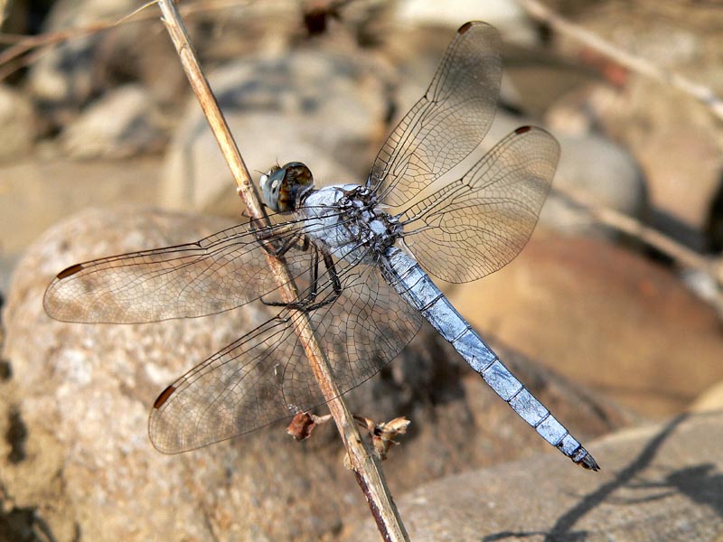 Anisotteri estivi